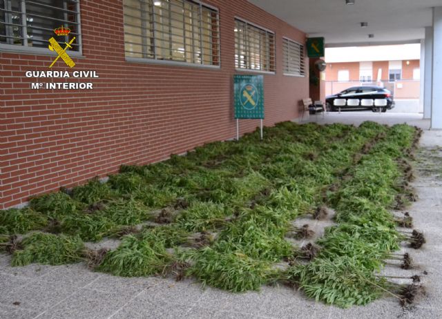 La Guardia Civil intercepta un camión con más de mil plantas de marihuana después de intentar darse a la fuga - 4, Foto 4