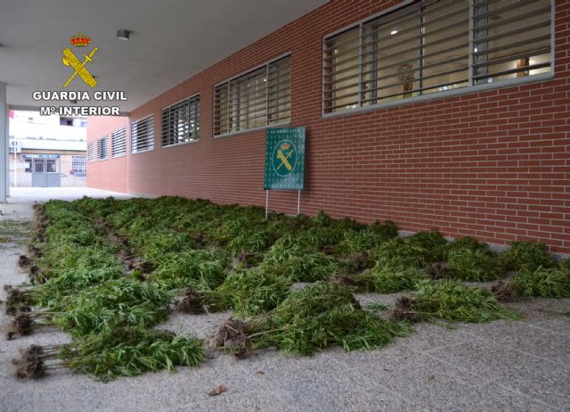 La Guardia Civil intercepta un camión con más de mil plantas de marihuana después de intentar darse a la fuga - 5, Foto 5