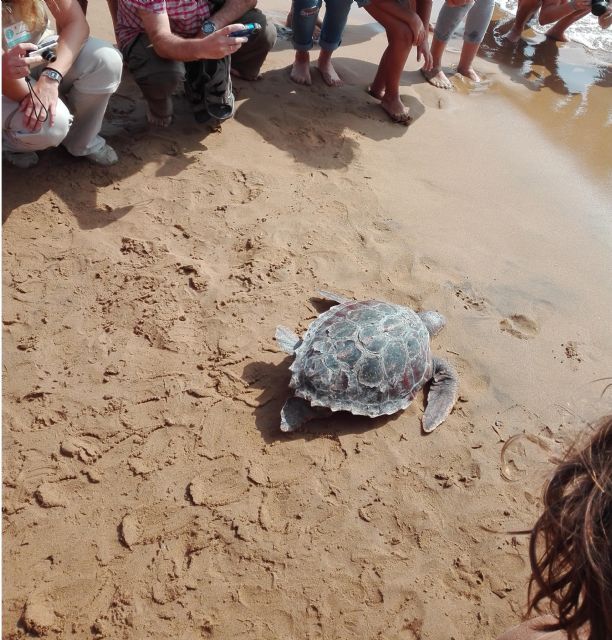 Medio Ambiente libera tres ejemplares de tortuga boba en Calblanque tras su paso por el Centro de Recuperación de Fauna Silvestre El Valle - 1, Foto 1