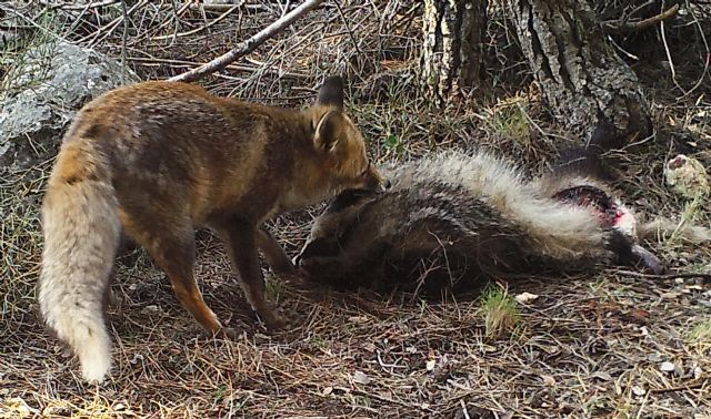 Explican por primera vez por qué los mamíferos carnívoros evitan el consumo de carroñas de otros carnívoros como estrategia frente a la transmisión de patógenos - 1, Foto 1