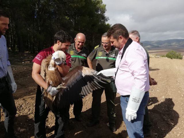 Liberado el quinto ejemplar de buitre leonado de este año tras ser atendido en el Centro de Recuperación de Fauna Silvestre - 1, Foto 1