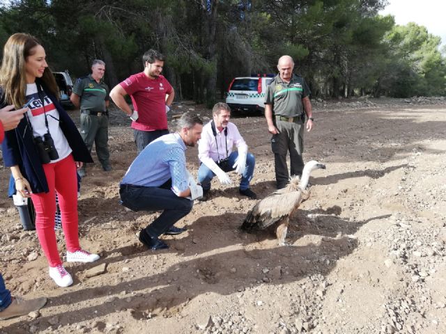 Liberado el quinto ejemplar de buitre leonado de este año tras ser atendido en el Centro de Recuperación de Fauna Silvestre - 2, Foto 2