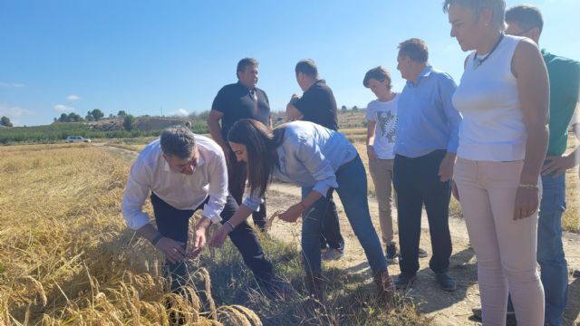 La campaña de la DOP Arroz de Calasparra espera recolectar cerca de tres millones de kilos de excelente calidad - 1, Foto 1