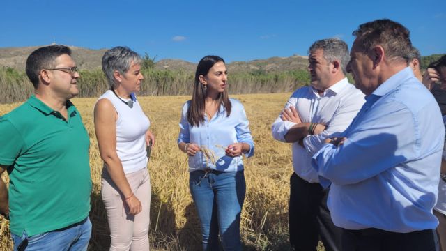 La campaña de la DOP Arroz de Calasparra espera recolectar cerca de tres millones de kilos de excelente calidad - 2, Foto 2