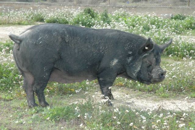 Agricultura celebra el lunes la X jornada de degustación de derivados de razas animales autóctonas de la Región de Murcia - 1, Foto 1