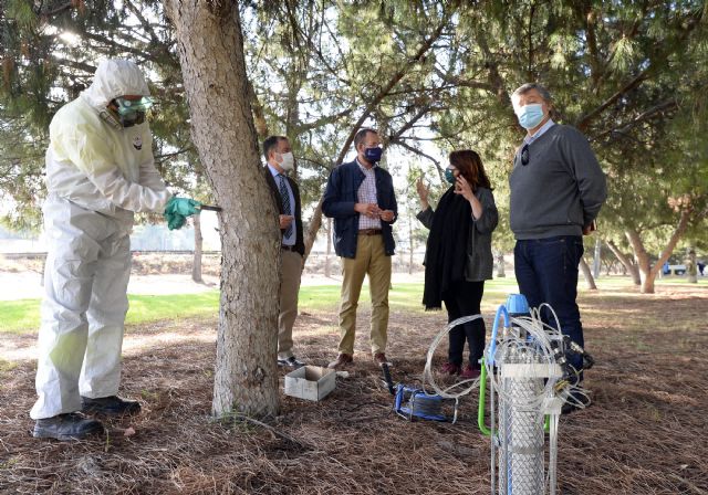 El Ayuntamiento de Murcia trata más de 500 pinos con un innovador método para evitar caídas de ramas y garantizar la seguridad - 1, Foto 1