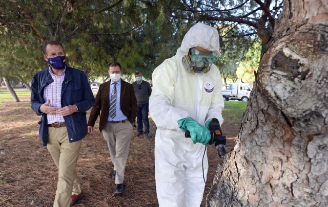 El Ayuntamiento de Murcia trata más de 500 pinos con un innovador método para evitar caídas de ramas y garantizar la seguridad - 3, Foto 3