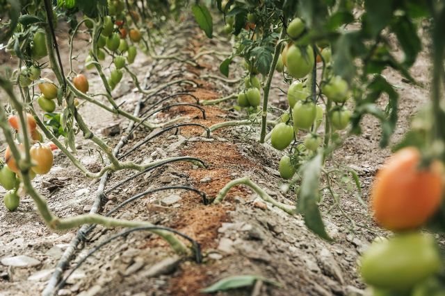 Un aumento de la producción de hasta un 40%, primeros resultados del estudio de Projar sobre el fertirriego - 2, Foto 2