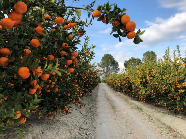 Naranjas y frutas : Una interesantísima plataforma gratuita para impulsar las ventas hortofrutícolas entre productores y comercializadores - 2, Foto 2