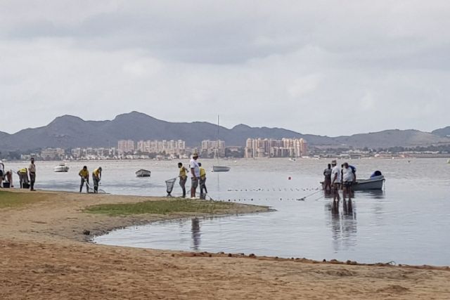 El Ayuntamiento adjudica el contrato para limpiar de forma continua la orilla del Mar Menor - 1, Foto 1