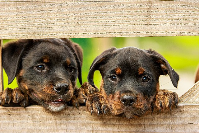 5 signos para reconocer la diabetes en tu mascota - 1, Foto 1