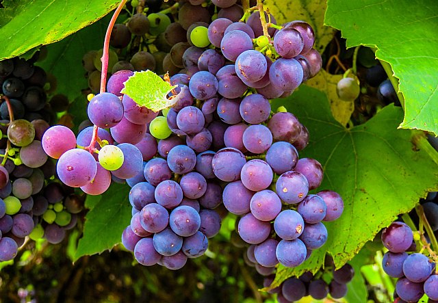 La Zona de Crianza de la DO Jerez se equipara con la Zona de Producción - 1, Foto 1