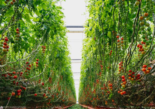 Looije aumenta un 40% su producción de tomate cherry en los invernaderos construidos por Novagric - 2, Foto 2