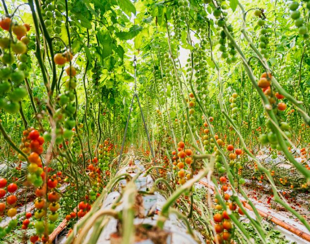 Looije aumenta un 40% su producción de tomate cherry en los invernaderos construidos por Novagric - 3, Foto 3