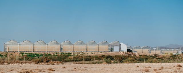 Looije aumenta un 40% su producción de tomate cherry en los invernaderos construidos por Novagric - 4, Foto 4