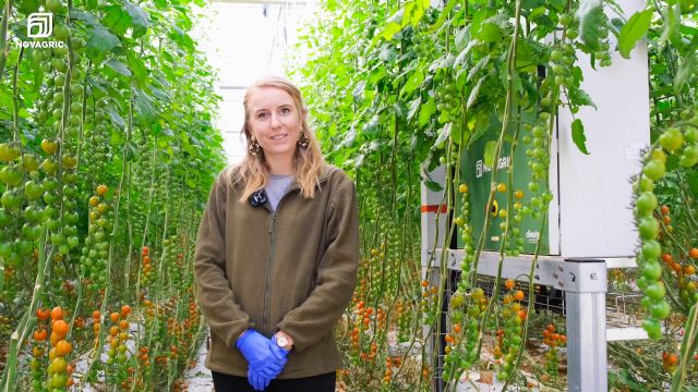 Looije aumenta un 40% su producción de tomate cherry en los invernaderos construidos por Novagric - 5, Foto 5