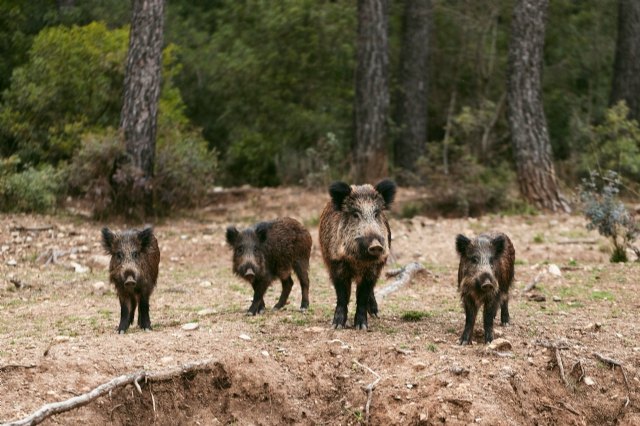 La Comunidad utilizará sensores conectados a cámaras fotográficas en el campo para determinar la densidad de población del jabalí - 1, Foto 1