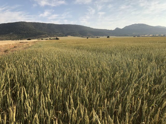 La empresa murciana La Junquera gana uno de los Premios BBVA a los mejores productores sostenibles de España - 1, Foto 1