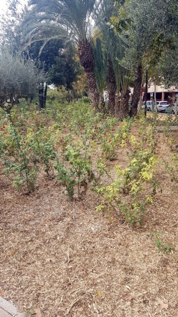 El Ayuntamiento mantiene el 'ciclo verde' utilizando triturado de poda en los parques y jardines del municipio - 3, Foto 3