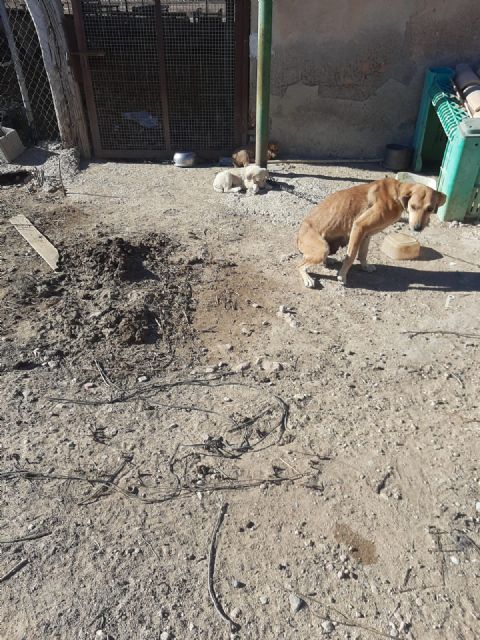 El Ayuntamiento incauta 9 perros por maltrato animal - 3, Foto 3