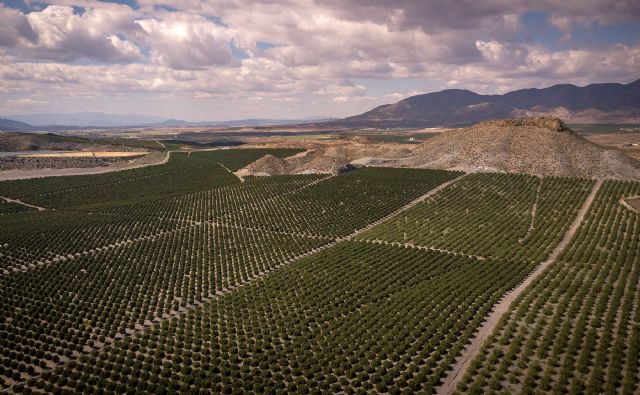 La nutrición mineral y la tolerancia de las plantas a las enfermedades - 1, Foto 1