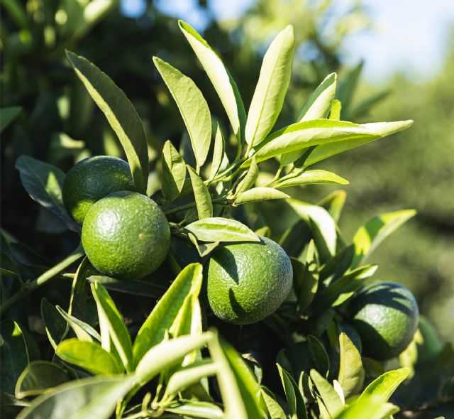 La nutrición mineral y la tolerancia de las plantas a las enfermedades - 3, Foto 3