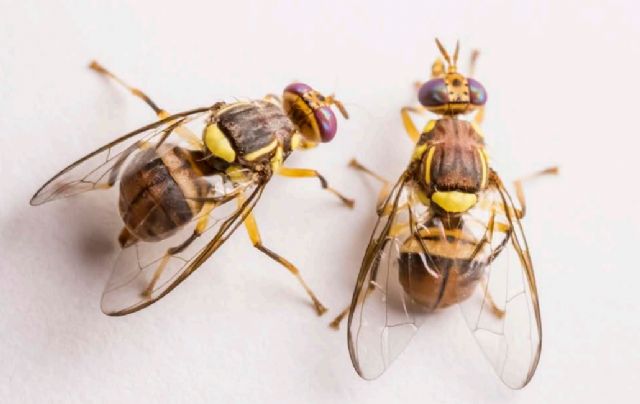 Portugal detecta Xylella en cítricos por primera vez en la UE y en Italia se consolida el foco de ´Mosca oriental´ - 1, Foto 1