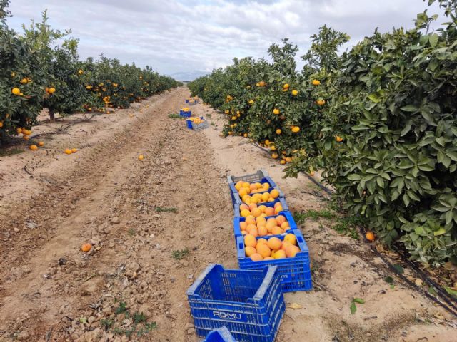 La UPCT, junto con Nutricontrol y EcoHidro, desarrolla una nueva tecnología para eliminar el boro del agua marina desalinizada para cultivos - 1, Foto 1