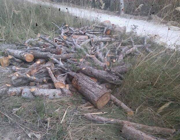 IU-Verdes denuncia una nueva tala de pinos y especies protegidas en el 'paraje del Argaz' - 2, Foto 2