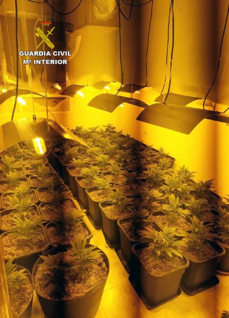 La Guardia Civil desarticula un grupo criminal dedicado al cultivo y tráfico de droga al menudeo en Murcia - 2, Foto 2