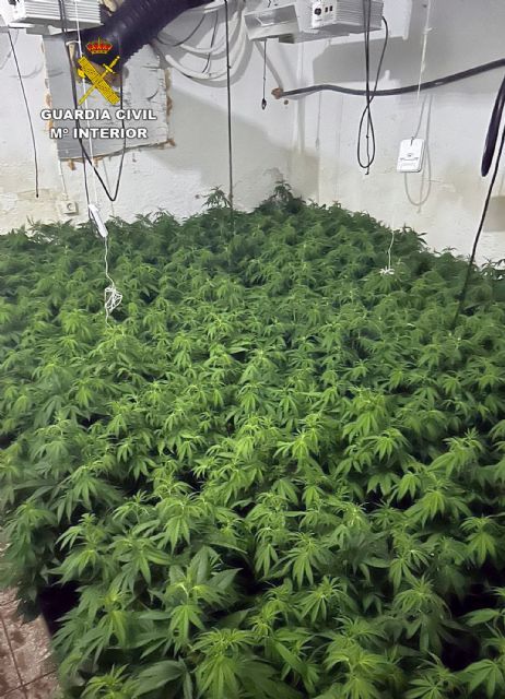 Nuevo golpe al cultivo de marihuana en Totana, Foto 2