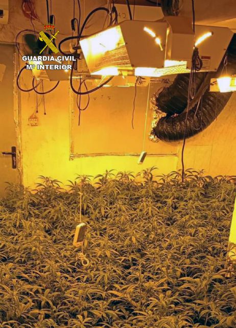 Nuevo golpe al cultivo de marihuana en Totana, Foto 3