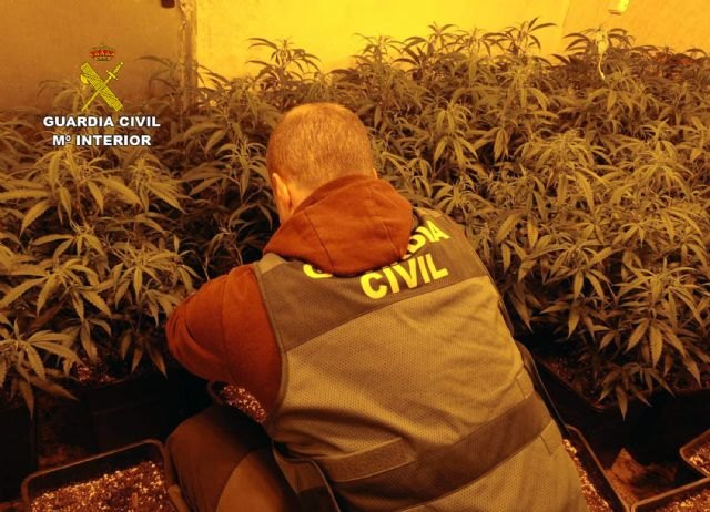 Nuevo golpe al cultivo de marihuana en Totana, Foto 1