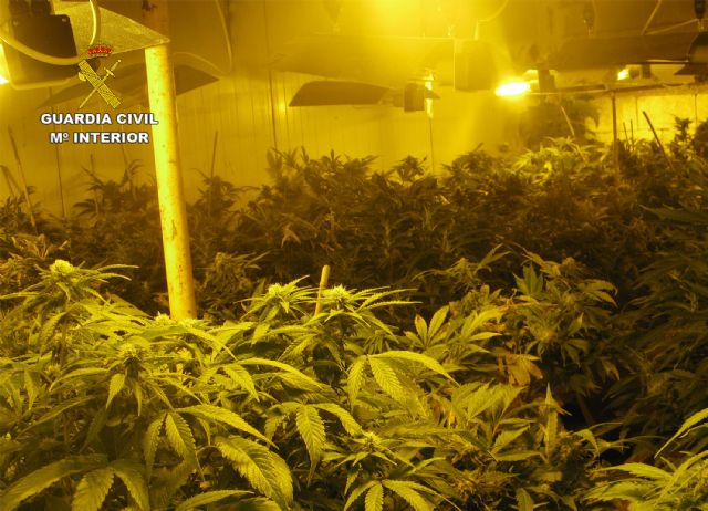 La Guardia Civil desmantela un invernadero dedicado al cultivo intensivo de marihuana - 3, Foto 3