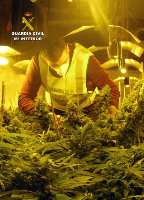 La Guardia Civil desmantela un invernadero dedicado al cultivo intensivo de marihuana - 5, Foto 5