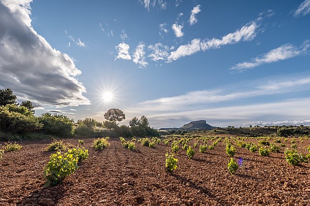 Récord de comercialización para los vinos DOP Jumilla en 2021 - 1, Foto 1