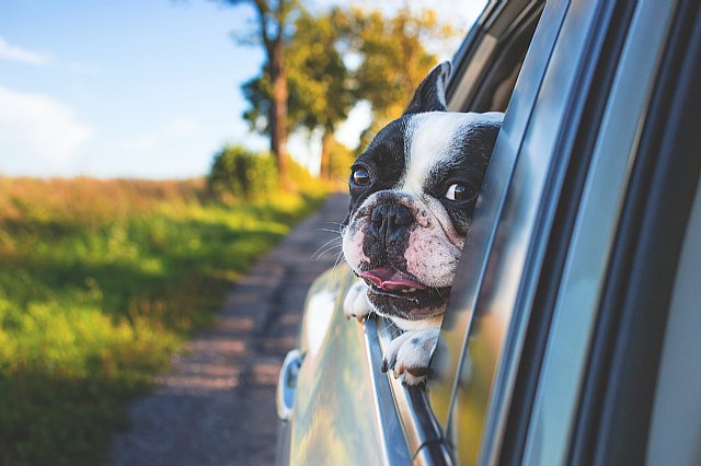 Prepara a tu mascota para viajar en Semana Santa: entrena contrayectos cortos y recompensas - 1, Foto 1