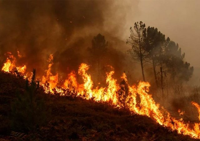 Un verano proclive a la aparición de grandes incendios, debido al parón por la Covid-19 y las lluvias - 1, Foto 1