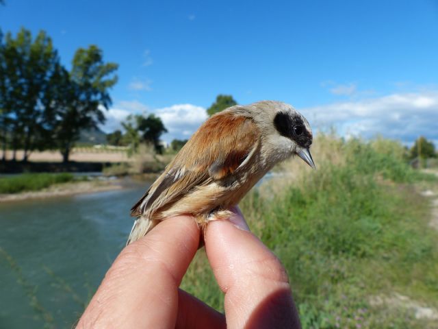 Pájaro moscón anillado en la ribera del río Segura (A. Sallent/ANSE, Foto 1