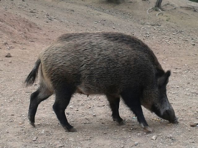 Agricultura bonifica los aguardos de jabalí para fomentar el control de las poblaciones y evitar daños en los cultivos - 1, Foto 1