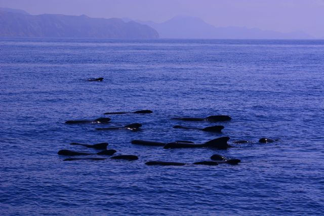 Fotografías de un grupo de calderones al Sur de Cabo Tiñoso, y en la proa del velero de investigación de ANSE, la pequeña goleta Else. (P.García/ANSE)., Foto 1