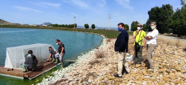 El director del Medio Natural asiste a la instalación de una isla-refugio para la malvasía blanca en Cabezo Beaza - 1, Foto 1