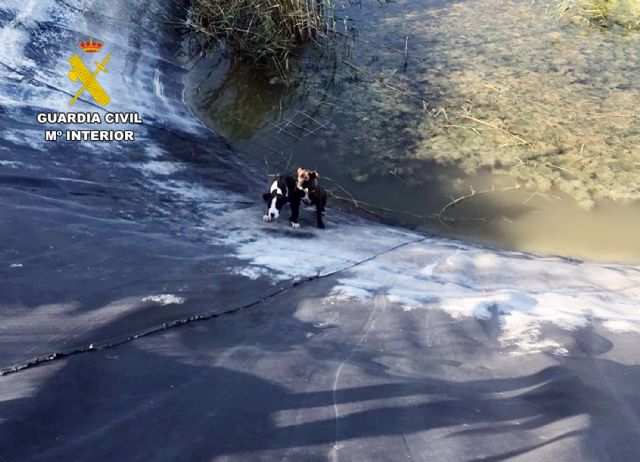 La Guardia Civil rescata a dos perros atrapados en una balsa de riego de Mula - 1, Foto 1