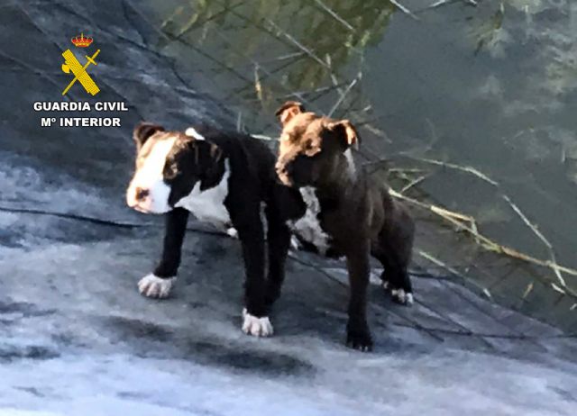 La Guardia Civil rescata a dos perros atrapados en una balsa de riego de Mula - 2, Foto 2