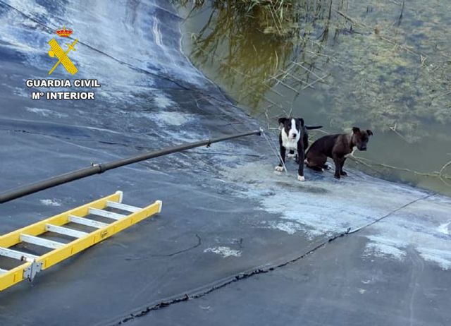 La Guardia Civil rescata a dos perros atrapados en una balsa de riego de Mula - 3, Foto 3