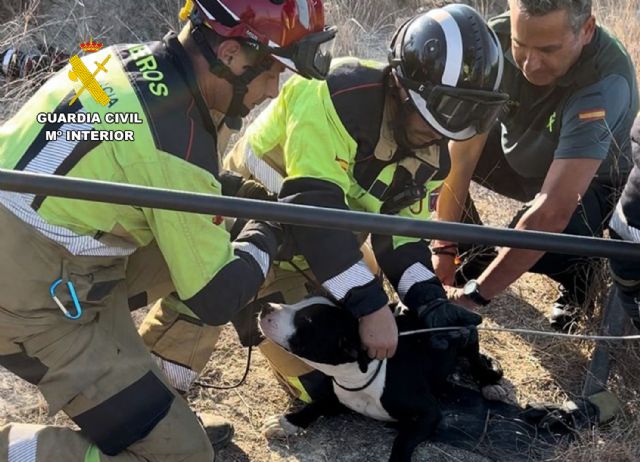 La Guardia Civil rescata a dos perros atrapados en una balsa de riego de Mula - 4, Foto 4