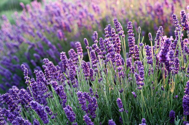 El festival de la floración de la lavanda ´Lalavand´ llenará Moratalla de actividades culturales, gastronómicas y de naturaleza este verano - 1, Foto 1