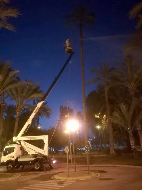 Parques y Jardines intensifica la poda en palmeras y la lucha contra el picudo - 2, Foto 2