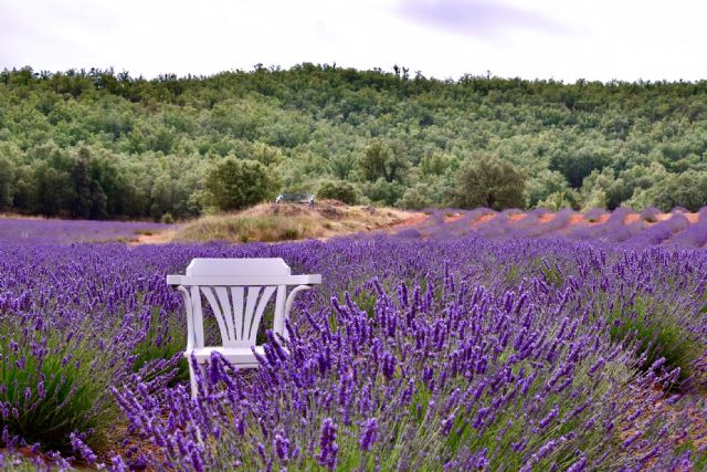 Planes de verano: Escapada a la lavanda en el hotel rural & spa los ánades - 2, Foto 2