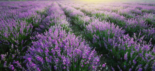 Planes de verano: Escapada a la lavanda en el hotel rural & spa los ánades - 4, Foto 4